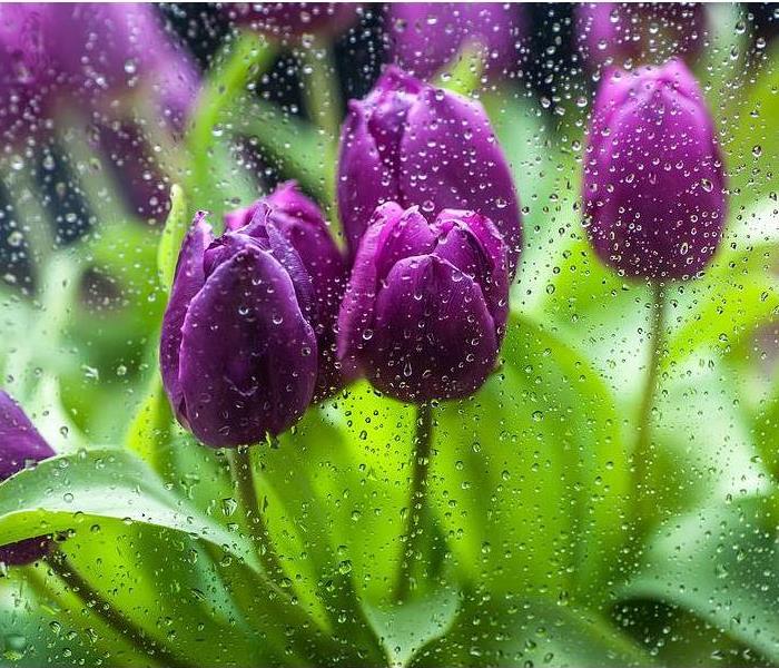 purple tulips being rained on
